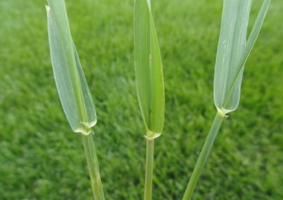 Image of Quack grass plant close-up