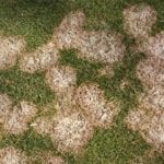 snowmold image example for iowa lawns