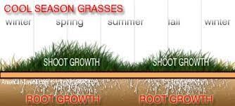 cool season grass