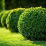 tips for healthy trees and shrubs in cedar rapids
