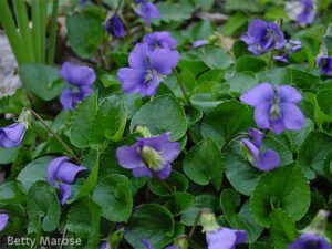 wild violets in iowa lawns