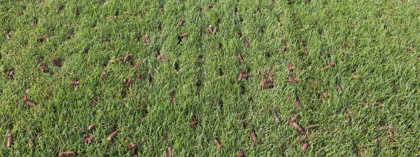 aerated-lawn-cedar-rapids